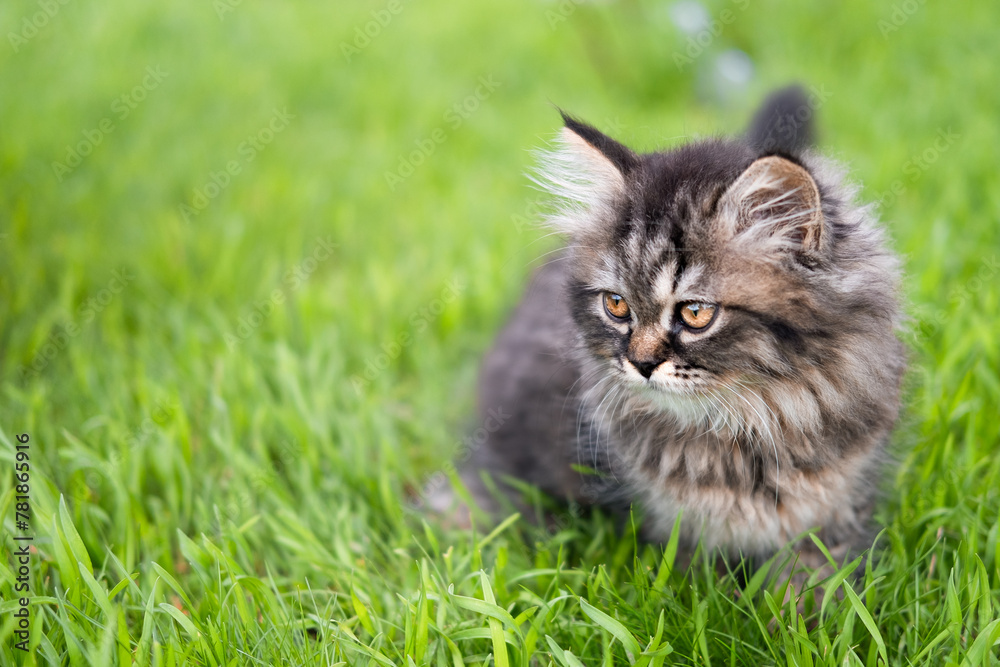 small brown kitten on a green lawn	