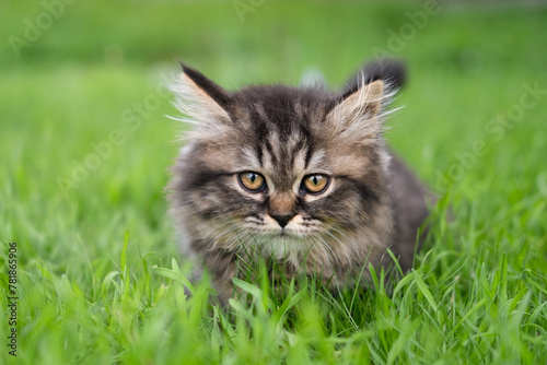 small brown kitten on a green lawn 