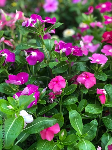 Fototapeta Naklejka Na Ścianę i Meble -  pink flowers in a garden