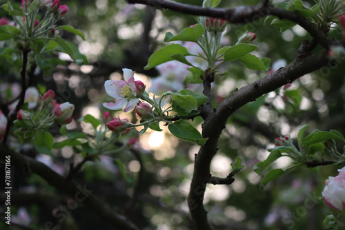 Detail of Apple tree with white flowers and fresh new leaves in the orchard on springtime