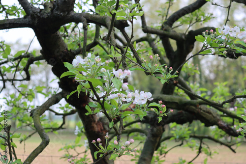 Apple tree with white flowers and fresh new leaves in the orchard on springtime