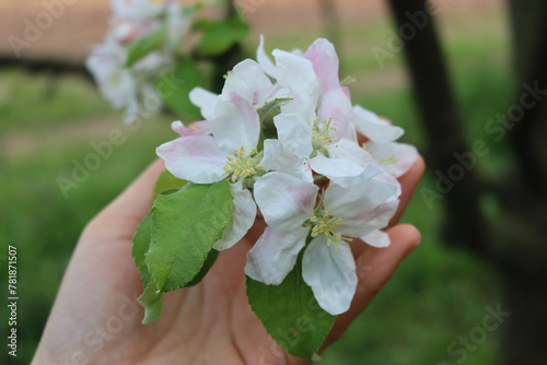 Farmer’s hand holding Apple branch with beautiful white blossoms and flowers. Springtime in the orchard © saratm