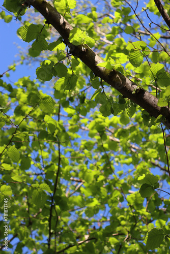 Common hazel tree with fresh new leaves against blue sky. Corylus avellana tree on springitme