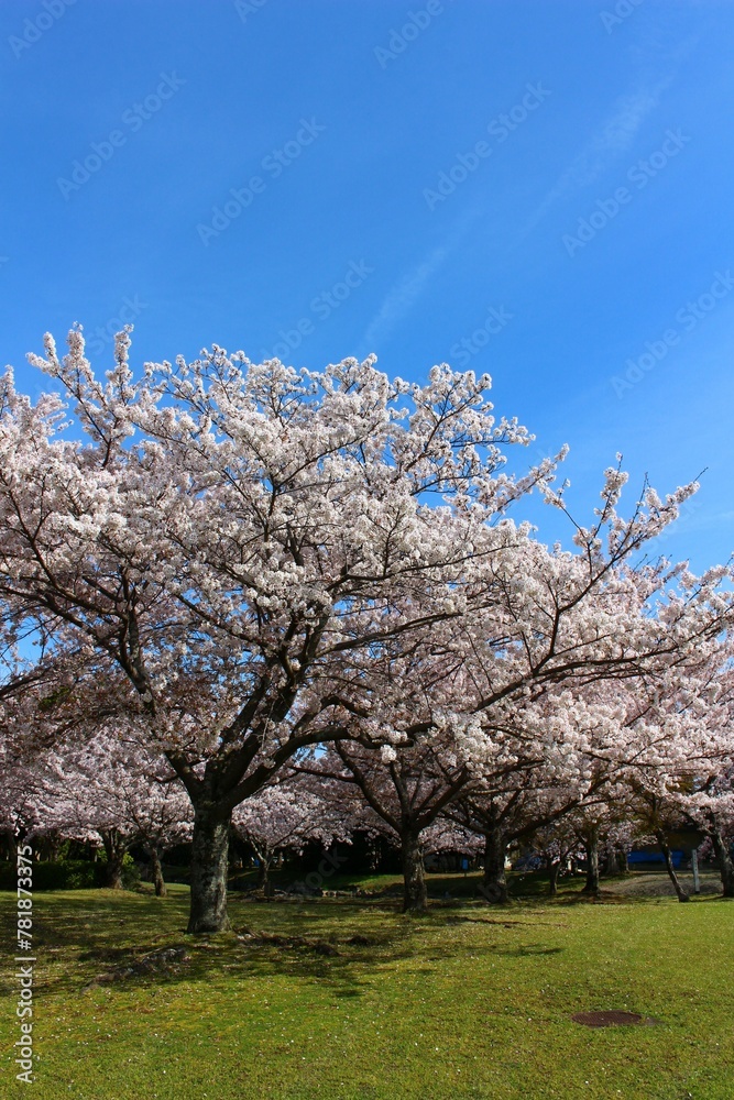 赤穂城跡周辺の桜