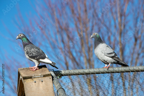Deux pigeons gris juchés sur une cage avec un ciel d'hiver