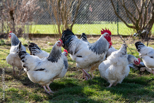 Coq sussex et poules dans un jardin avec soleil au printemps photo