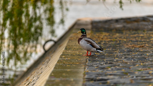 duck in the park in Paris