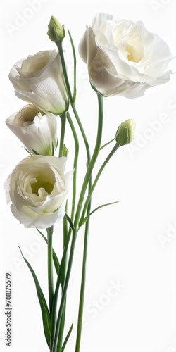 Beautiful White Eustoma Flower Bouquet Isolated on Beige Background for Birthday and Blooming Events