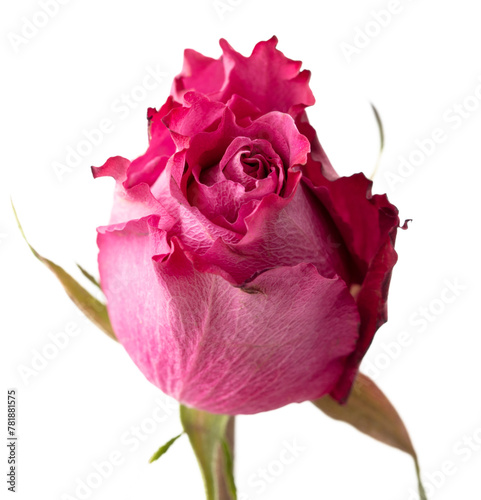 One rose flower on a white background. Close-up