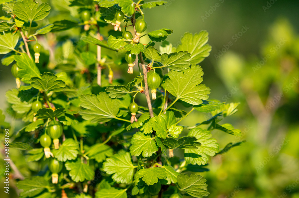 Small gooseberry fruits in spring. Close-up Small gooseberry fruits in spring. Close-up