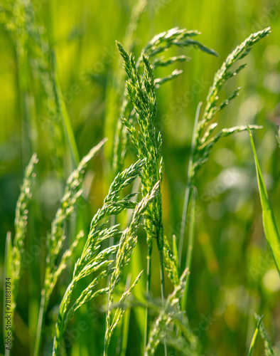 Green ears of grass on the grass in spring. Close-up