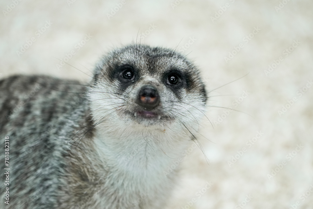 Portrait of a meerkat. Alert animal close-up.
Portrait of a meerkat. Alert animal close-up.