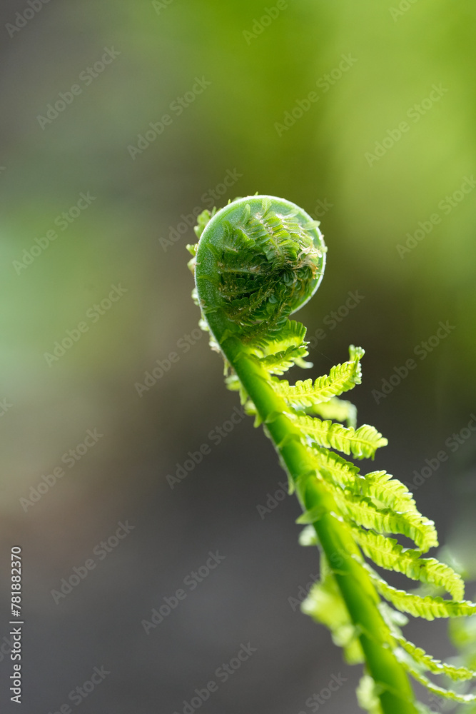 Fototapeta premium Fresh green fern in spring. Close-up of the plant. 
