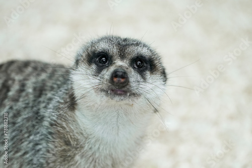 Portrait of a meerkat. Alert animal close-up.  © Elly Miller