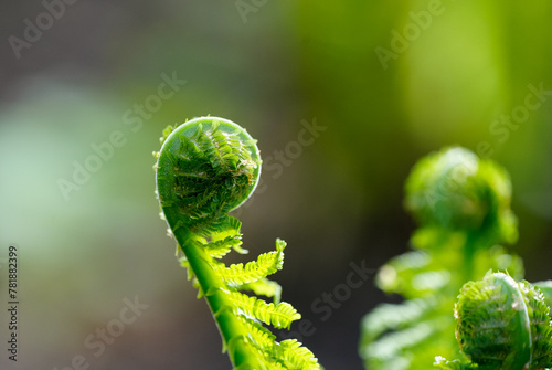 Fresh green fern in spring. Close-up of the plant.  © Elly Miller