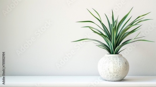 Beautiful Green Plant leaf In a Ceramic Vase on White Background for Interior Decoration