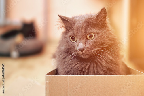 Playful Cat Finds Joy in Simple Box Hideaway