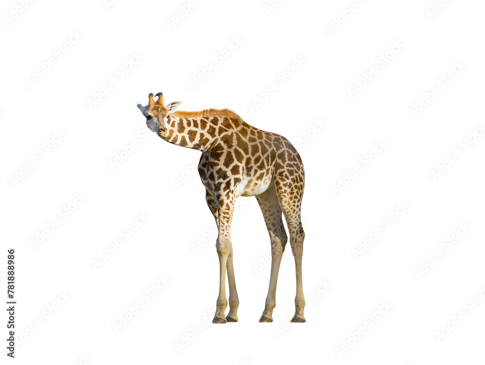 Naklejka premium young giraffe isolated on white background