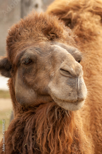 Portrait of a camel in the park