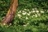 First green plants in the spring forest. Attractive morning scene of woodland glade in March with white Anemone flowers. Beautiful floral background. Long focus picture.