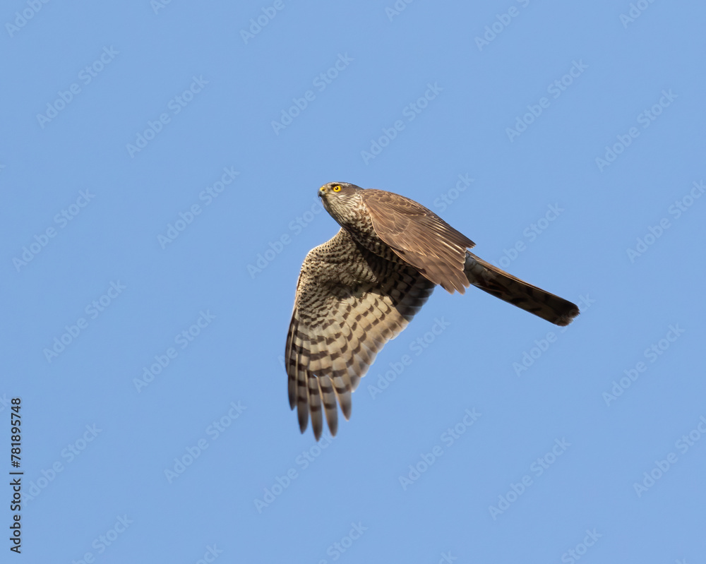 Fototapeta premium Eurasian sparrowhawk, Accipiter nisus. A young male flies against a blue sky