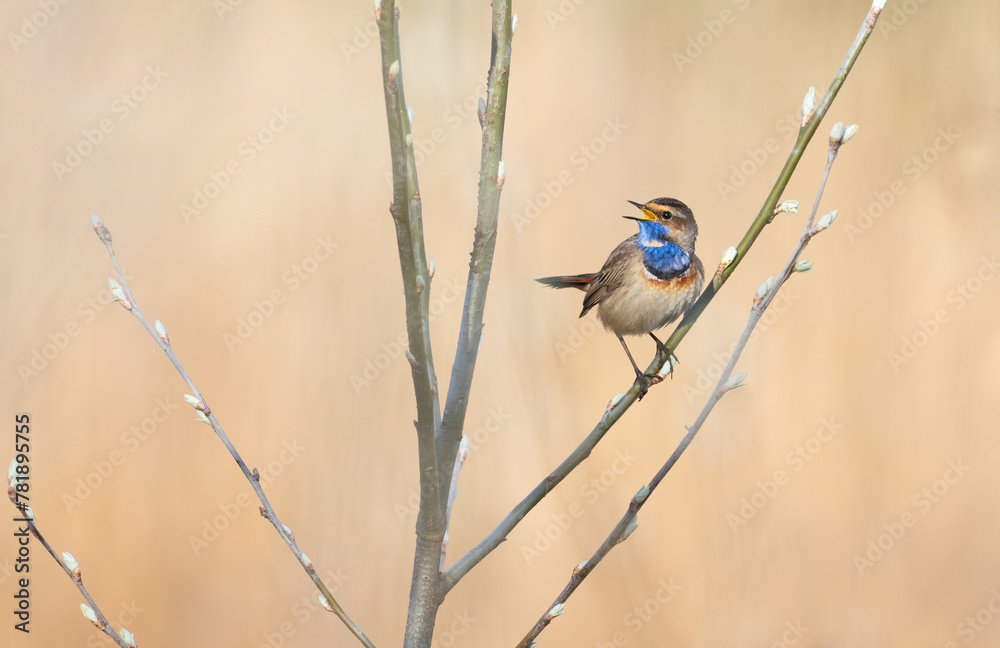 Bluethroat, Luscinia svecica. A singing male bird sits on the branch of a young tree