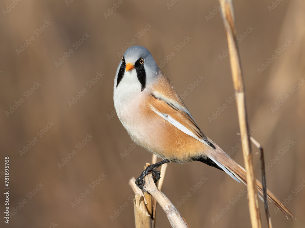 Bearded reedling, Panurus biarmicus. A male bird perched on a reed stalk on a flat background Bearded reedling, Panurus biarmicus. A male bird perched on a reed stalk on a flat background