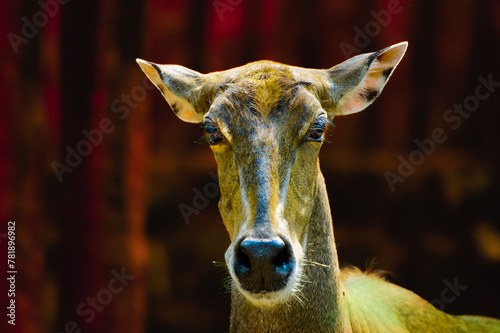 The nilgai or blue bull photo