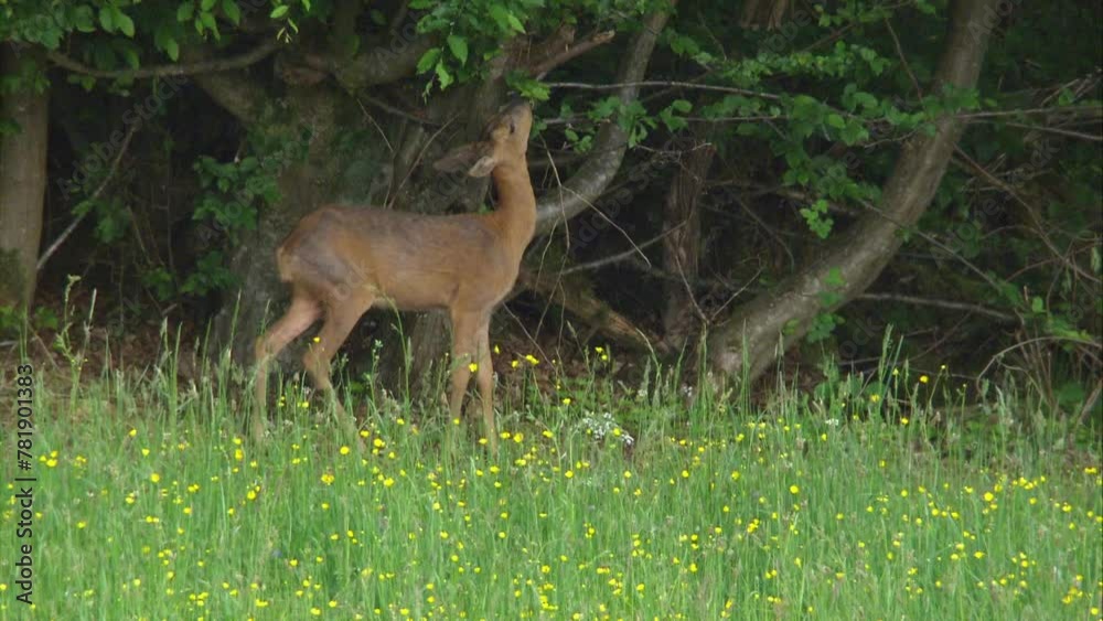 roe deer on a meadow at the edge of the forest in spring roe deer on a meadow at the edge of the forest in spring
