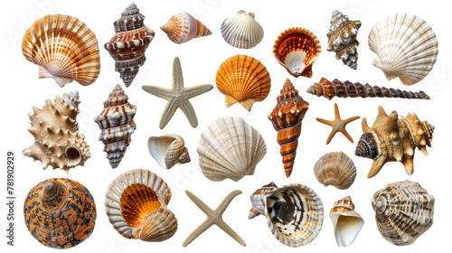 Assorted Sea Shells on White Background photo