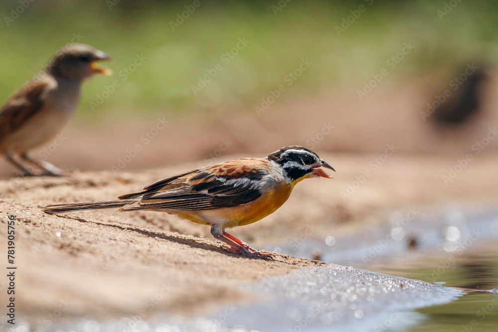African Golden breasted Bunting standing along waterhole in Kruger National park, South Africa ; Specie Fringillaria flaviventris family of Emberizidae African Golden breasted Bunting standing along waterhole in Kruger National park, South Africa ; Specie Fringillaria flaviventris family of Emberizidae