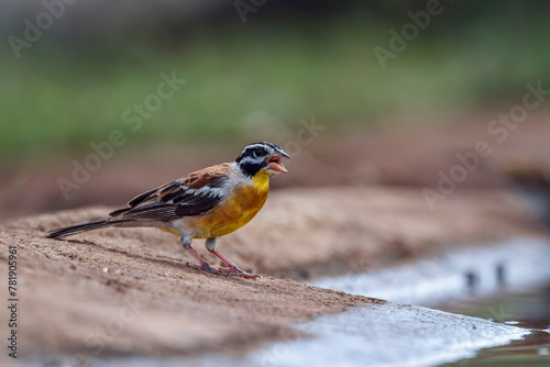 African Golden breasted Bunting standing along waterhole in Kruger National park, South Africa ; Specie Fringillaria flaviventris family of Emberizidae photo