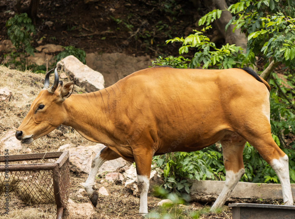 red wild cow eats hay. red wild cow eats hay.