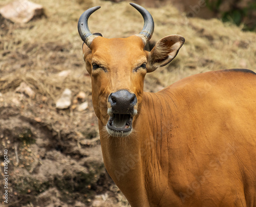 red wild cow eats hay. © studybos