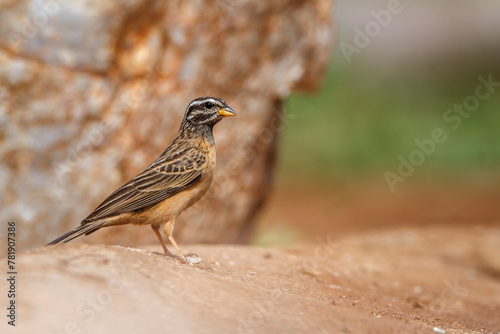 Cinnamon breasted Bunting standing on the ground in Kruger National park, South Africa ; Specie Fringillaria tahapisi family of Emberizidae photo