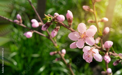 Pink peach flowers background with sunlight 