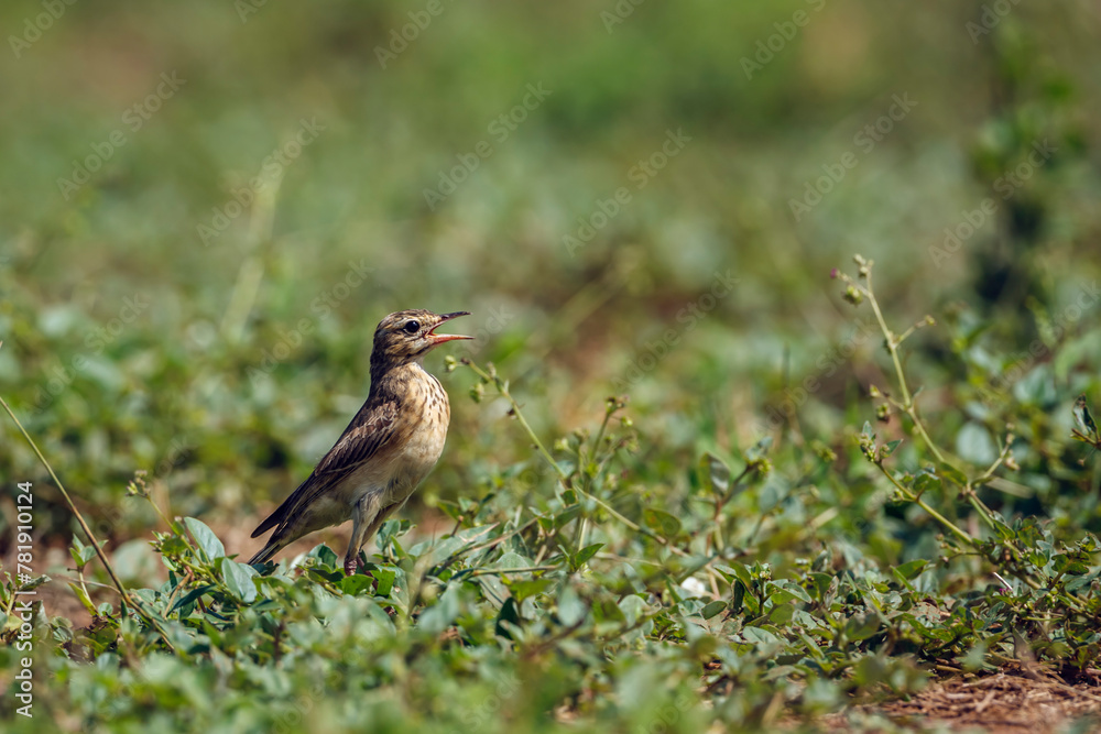 Fototapeta premium Long-billed Pipit standing in grass in Kruger National park, South Africa ; Specie Anthus similis family of Motacillidae