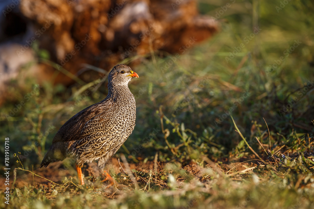 Natal francolin walking in grass in Kruger National park, South Africa ; Specie Pternistis natalensis family of Phasianidae Natal francolin walking in grass in Kruger National park, South Africa ; Specie Pternistis natalensis family of Phasianidae