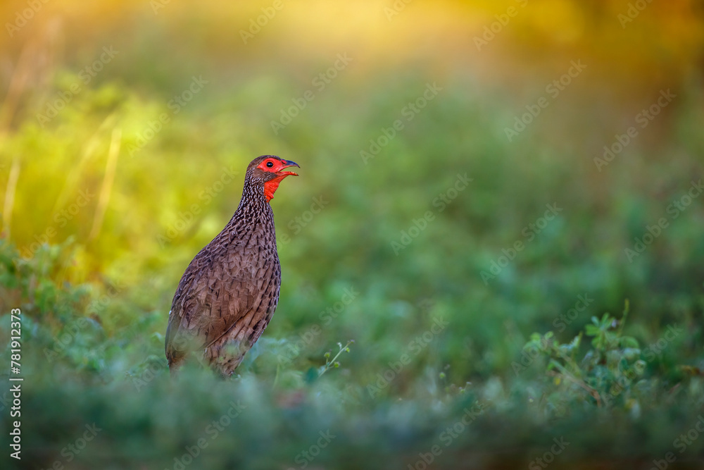 Swainson's Spurfowl singing at dawn in Kruger National park, South Africa ; Specie Pternistis swainsonii family of Phasianidae Swainson's Spurfowl singing at dawn in Kruger National park, South Africa ; Specie Pternistis swainsonii family of Phasianidae