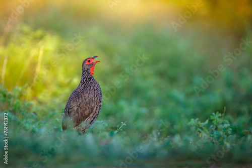 Swainson's Spurfowl singing at dawn in Kruger National park, South Africa ; Specie Pternistis swainsonii family of Phasianidae photo