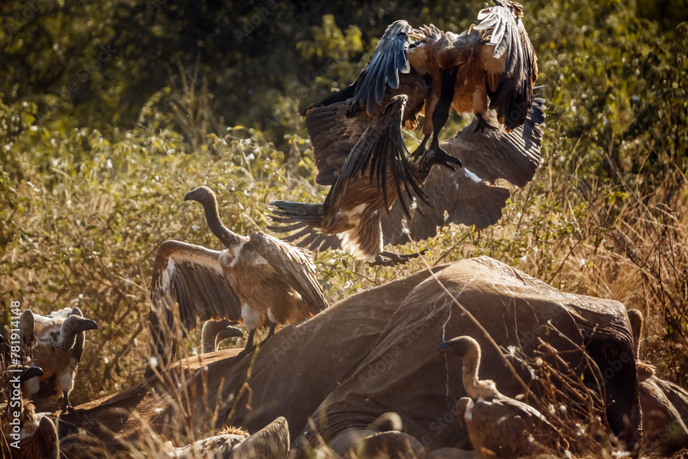 White backed Vulture fighting on dead elephant carcass in Kruger National park, South Africa ; Specie Gyps africanus family of Accipitridae
