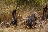 Fight of two White backed Vulture scavenging on dead elephant carcass in Kruger National park, South Africa ; Specie Gyps africanus family of Accipitridae