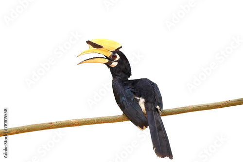 Oriental pied hornbill isolated on transparent background png file photo