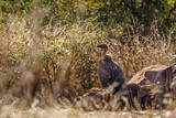 White backed Vulture standing along dead elephant carcass in Kruger National park, South Africa ; Specie Gyps africanus family of Accipitridae