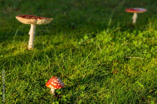 Amanita Muscaria, poisonous mushroom. sprouting among grass in natural landscape.
