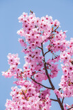Pink cherry blossom tree in full bloom