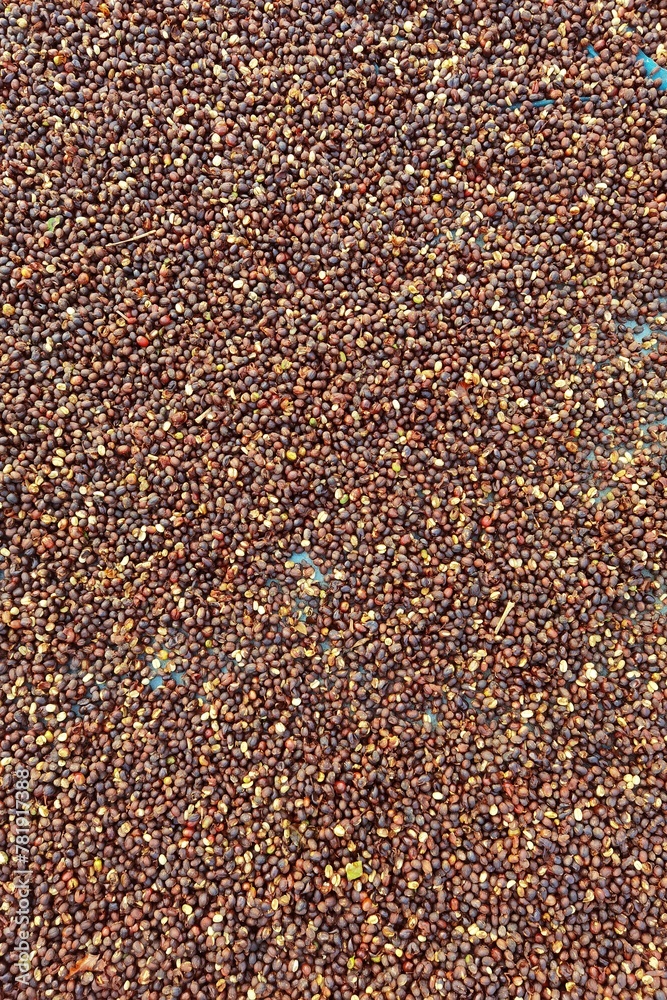 Coffee beans drying in the sun Coffee beans drying in the sun