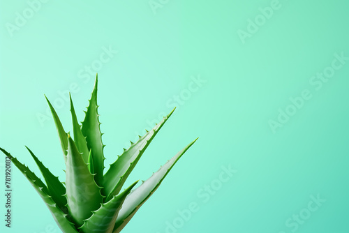 Aloe vera bush on a blue background, copy space.