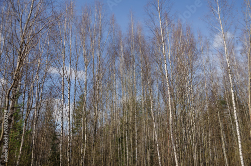 Beautiful spring forest on blue sky background