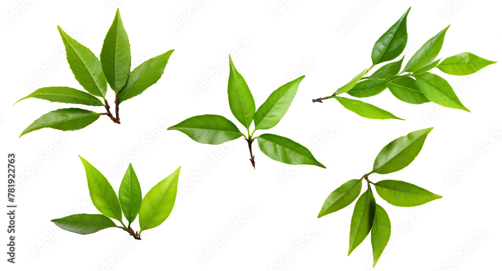 Set of swt fresh green tea leaf isolated on white background